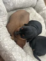 Bean(sold), a female Miniature Pinscher for sale in Fairbank, IA – 4 of 4