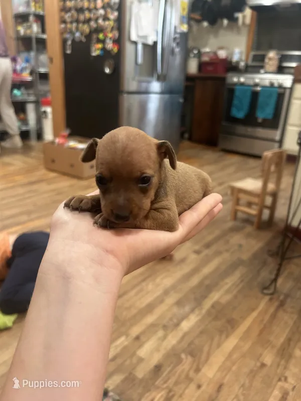 Ivory – Miniature Pinscher puppy for sale in Fairbank, IA