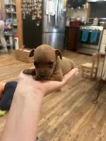 Ivory, a female Miniature Pinscher for sale in Fairbank, IA – 5 of 7