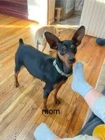 Broccoli(sold) , a male Miniature Pinscher for sale in Fairbank, IA – 7 of 9
