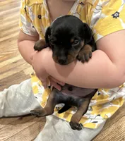 Broccoli(sold) , a male Miniature Pinscher for sale in Fairbank, IA – 9 of 9