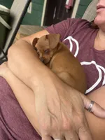 Pepper, a female Miniature Pinscher for sale in Fairbank, IA – 6 of 7