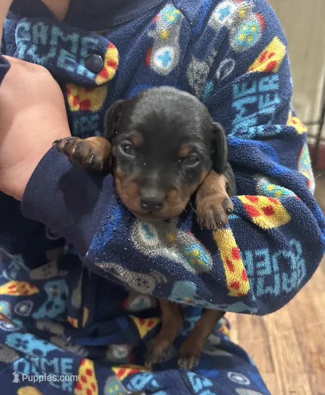 Broccoli  – Miniature Pinscher puppy for sale in Fairbank, IA
