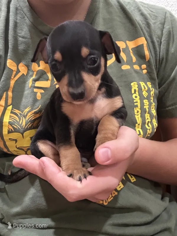 Milo – Chihuahua, Miniature Pinscher puppy for sale in Fairbank, IA