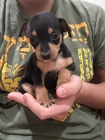 Milo, a female Chihuahua and Miniature Pinscher for sale in Fairbank, IA – 1 of 3