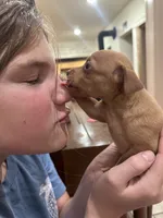 Bambi(sold), a female Chihuahua and Miniature Pinscher for sale in Fairbank, IA – 5 of 5