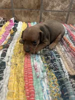 Hazel, a female Miniature Pinscher for sale in Fairbank, IA – 4 of 8