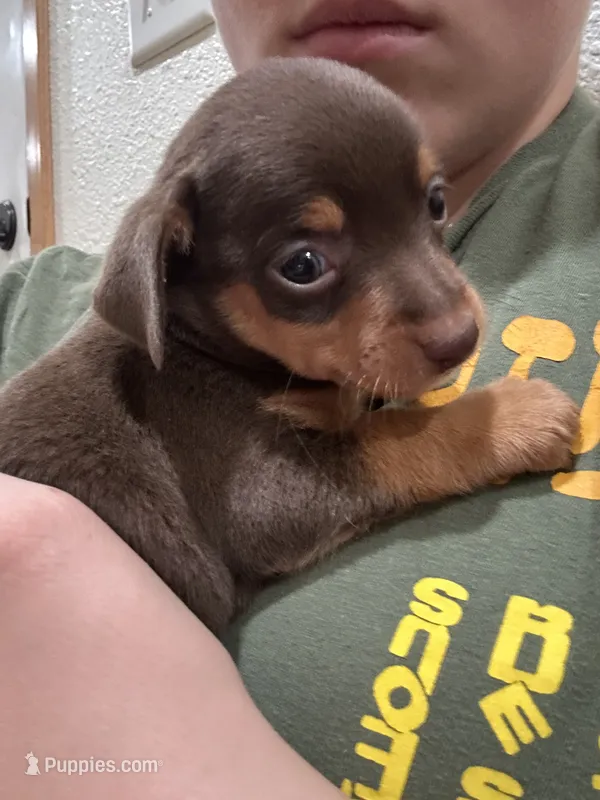 taquito – Chihuahua, Miniature Pinscher puppy for sale in Fairbank, IA