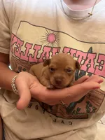 Bambi, a female Chihuahua and Miniature Pinscher for sale in Fairbank, IA – 3 of 3