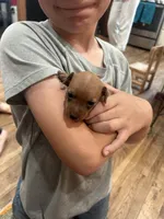 Ivory, a female Miniature Pinscher for sale in Fairbank, IA – 4 of 7
