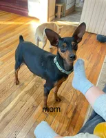 Pepper, a female Miniature Pinscher for sale in Fairbank, IA – 1 of 4