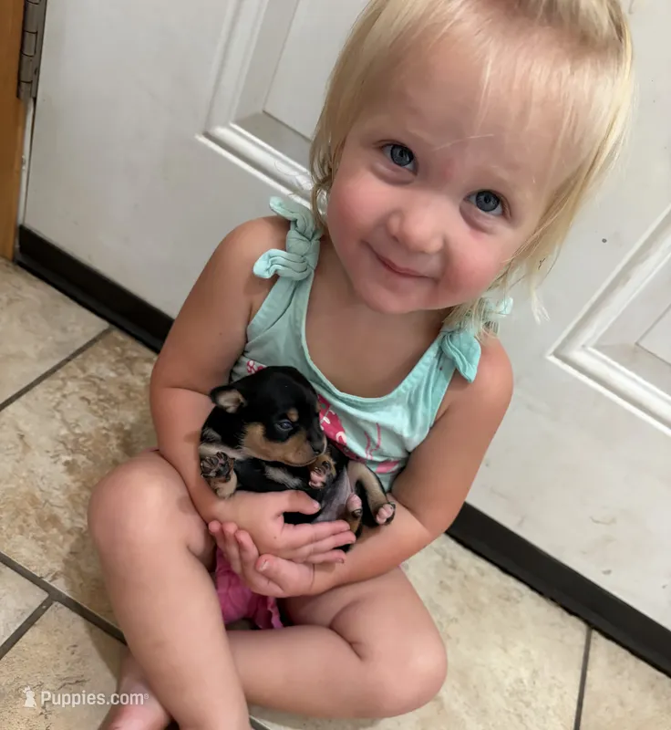 Milo – Chihuahua, Miniature Pinscher puppy for sale in Fairbank, IA