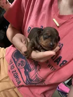 Hazel, a female Miniature Pinscher for sale in Fairbank, IA – 2 of 5