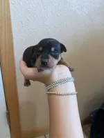 Fritz, a male Chihuahua and Miniature Pinscher for sale in Fairbank, IA – 3 of 3