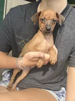 Smoky, a male Miniature Pinscher for sale in Fairbank, IA – 1 of 7