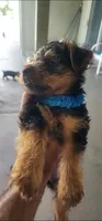 Blue boy, a male Yorkshire Terrier for sale in Hudson, FL – 3 of 3