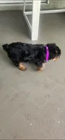 Purple boy , a male Yorkshire Terrier for sale in Hudson, FL – 5 of 5