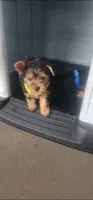Yellow girl , a female Yorkshire Terrier for sale in Hudson, FL – 3 of 5