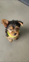 Yellow girl , a female Yorkshire Terrier for sale in Hudson, FL – 4 of 5