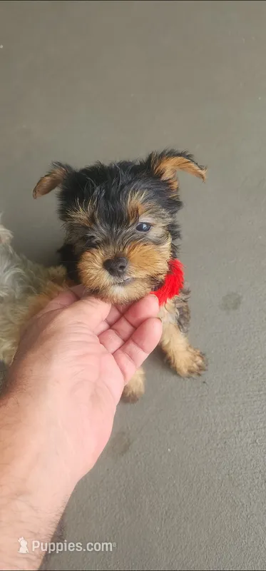 Red girl  – Yorkshire Terrier puppy for sale in Hudson, FL