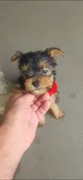 Red girl , a female Yorkshire Terrier for sale in Hudson, FL – 1 of 5