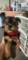 Red girl , a female Yorkshire Terrier for sale in Hudson, FL – 5 of 5