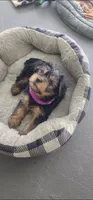 Purple boy , a male Yorkshire Terrier for sale in Hudson, FL – 2 of 5