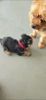 Red girl , a female Yorkshire Terrier for sale in Hudson, FL – 3 of 5