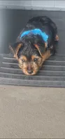 Blue boy, a male Yorkshire Terrier for sale in Hudson, FL – 2 of 3