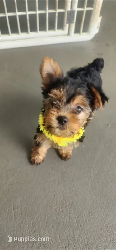 Yellow girl  – Yorkshire Terrier puppy for sale in Hudson, FL