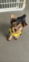 Yellow girl , a female Yorkshire Terrier for sale in Hudson, FL – 1 of 5