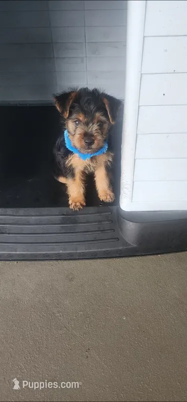Blue boy – Yorkshire Terrier puppy for sale in Hudson, FL