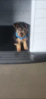 Blue boy, a male Yorkshire Terrier for sale in Hudson, FL – 1 of 3