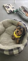 Yellow girl , a female Yorkshire Terrier for sale in Hudson, FL – 2 of 5