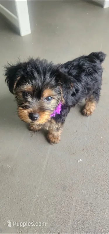 Purple boy  – Yorkshire Terrier puppy for sale in Hudson, FL