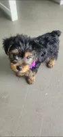 Purple boy , a male Yorkshire Terrier for sale in Hudson, FL – 1 of 5