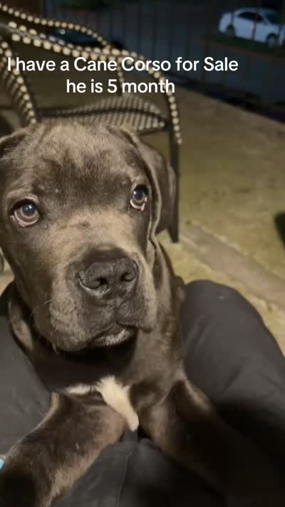Max, a male Cane Corso for sale in Dallas, TX – 3 of 3