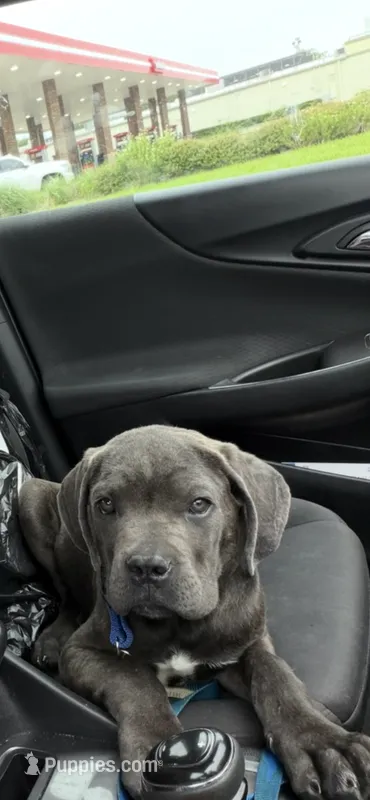 Max – Cane Corso puppy for sale in Dallas, TX
