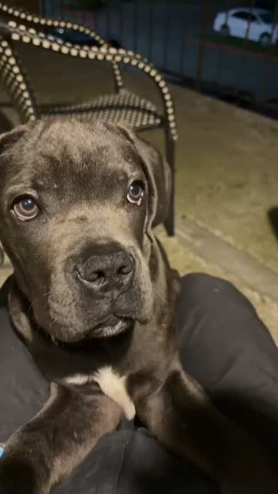 Max, a male Cane Corso for sale in Dallas, TX – 2 of 3