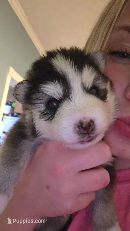 Benny – Pomsky puppy for sale in Marine City, MI