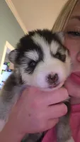 Benny, a male Pomsky for sale in Marine City, MI – 1 of 3