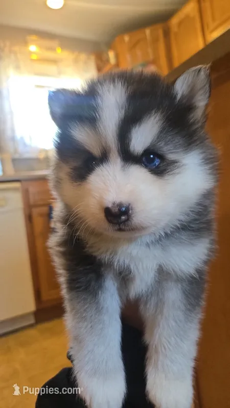 Benny – Pomsky puppy for sale in Marine City, MI