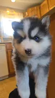 Benny, a male Pomsky for sale in Marine City, MI – 4 of 10