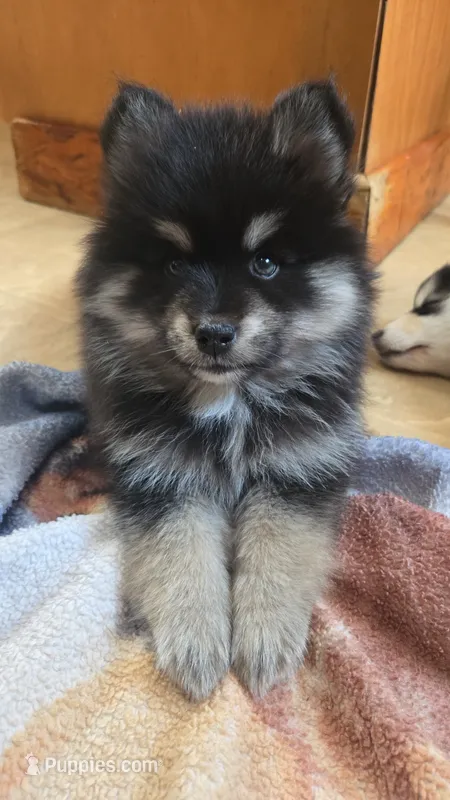 Bonnie – Pomsky puppy for sale in Marine City, MI