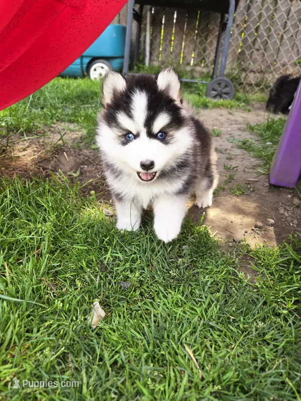 Benny – Pomsky puppy for sale in Marine City, MI