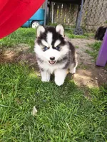 Benny, a male Pomsky for sale in Marine City, MI – 2 of 10