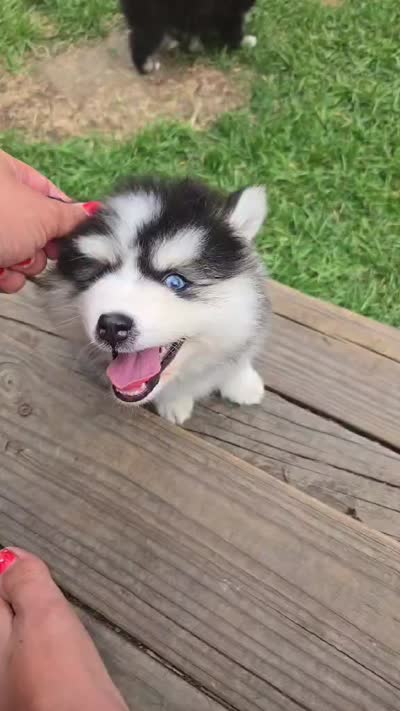 Benny, a male Pomsky for sale in Marine City, MI – 10 of 10