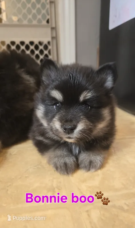 Bonnie – Pomsky puppy for sale in Marine City, MI