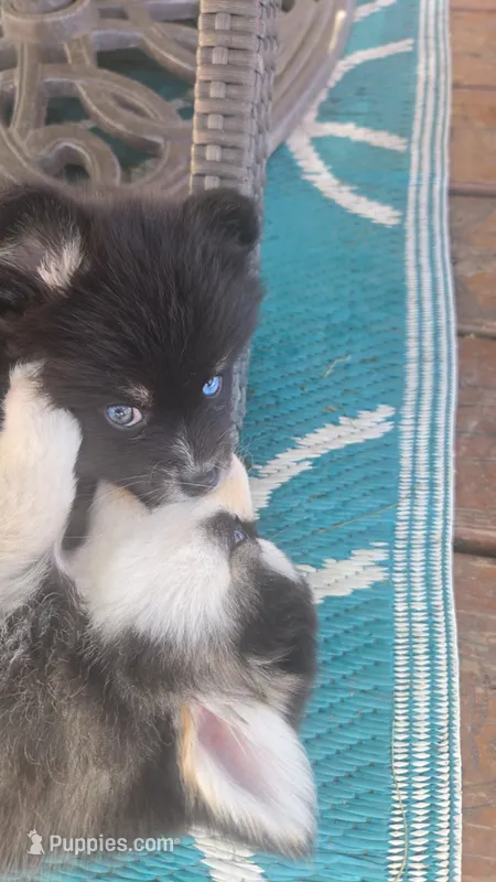 BAILEY – Pomsky puppy for sale in Marine City, MI