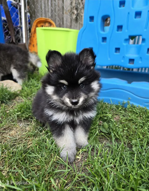 Bonnie – Pomsky puppy for sale in Marine City, MI